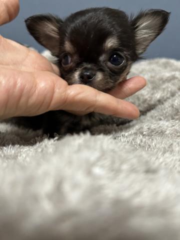 チワワ(ロングコート)