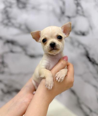 チワワ(スムースコート)