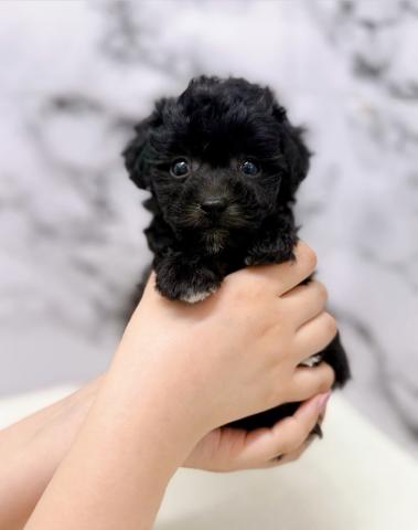 MIXトイプードル×ビション