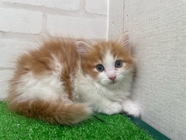 ノルウェージャンフォレストキャット