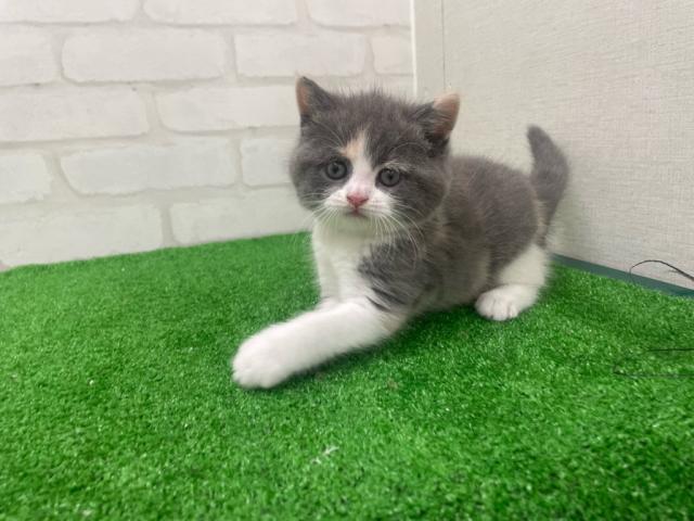 ブリティッシュショートヘア