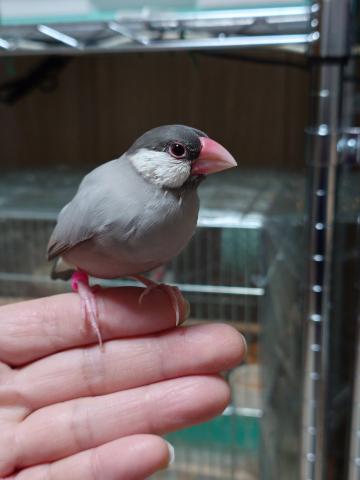 パステルノーマル文鳥(ダークシルバー文鳥)
