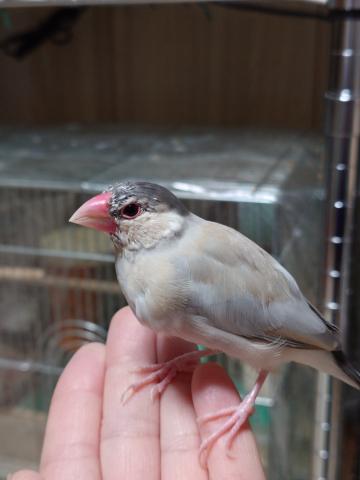 パステルノーマル文鳥(ダークシルバー文鳥)