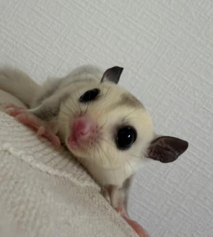 フクロモモンガ プラチナヘテロリューシ