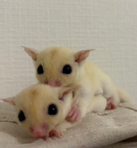 フクロモモンガ リューシorルビーヘテロアルビノ　ボルドーアイ