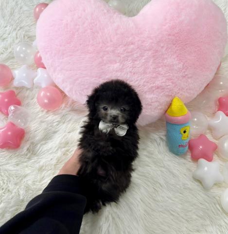 トイプードル🫧‪ティーカッププードル🫧