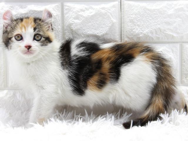 アメリカンカール