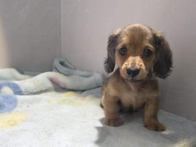 ミニチュアダックスフンド