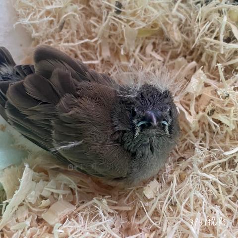 キンカチョウ雛(挿し餌中)
