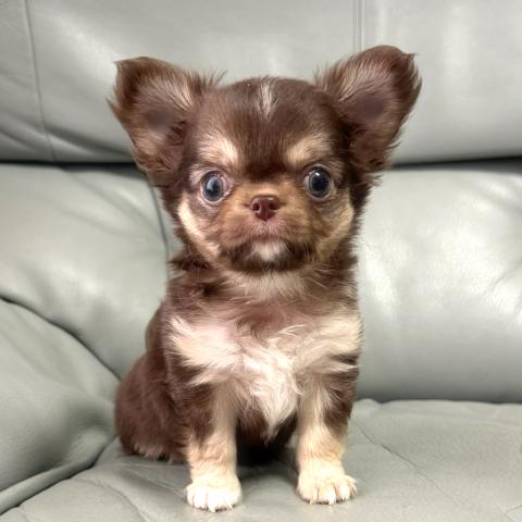 チワワ(ロングコート)