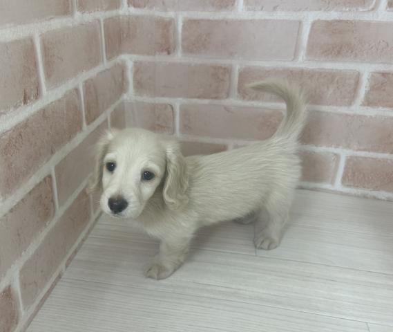 ミニチュアダックスフンド