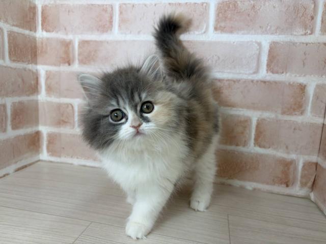 スコティッシュフォールド