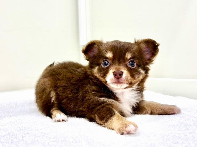 チワワ(ロングコート)868