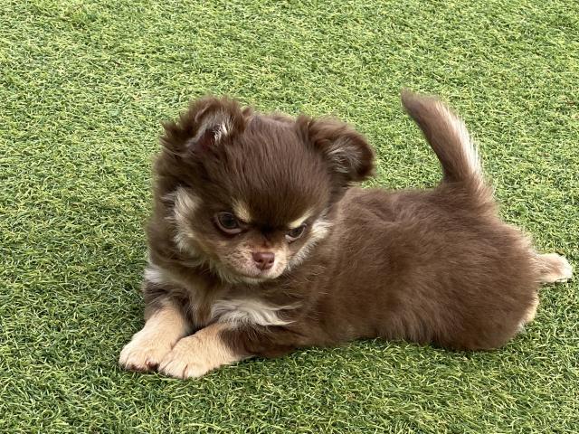 チワワ(ロングコート)