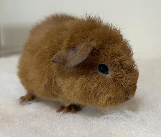 テディモルモット