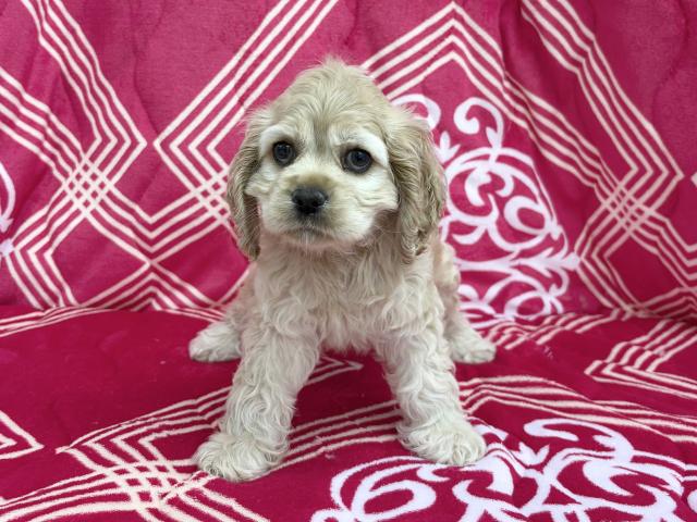 アメリカンコッカースパニエル