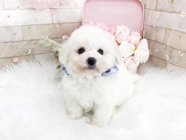 ビションフリーゼ