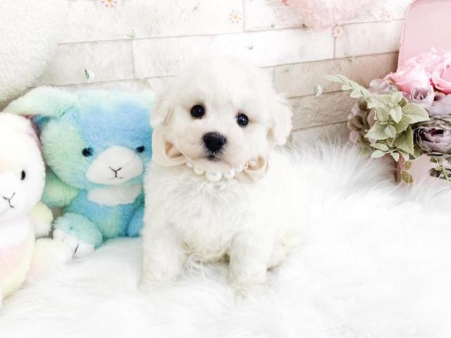 ビションフリーゼ