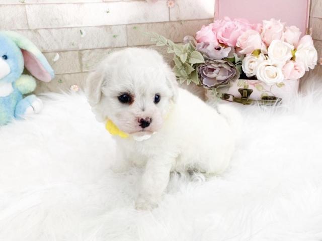 ビションフリーゼ