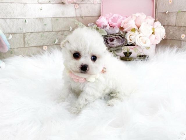 ビションフリーゼ