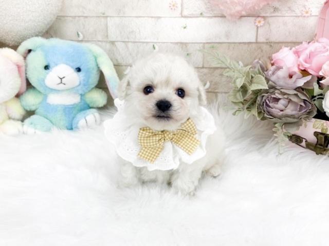 ビションフリーゼ