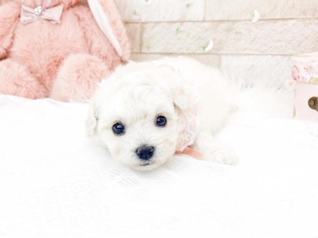 ビションフリーゼ