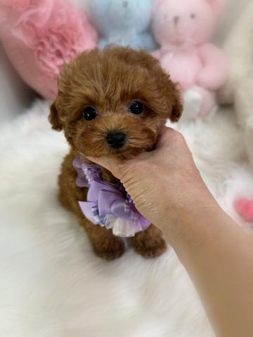 トイプードルタイニープードル