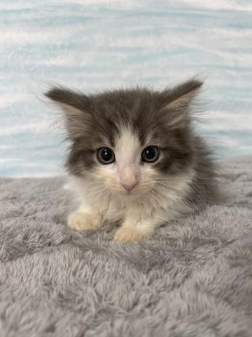 ノルウェージャンフォレストキャット