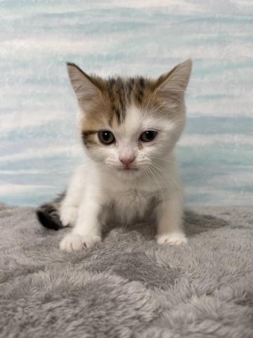 ミヌエット(旧ナポレオン)