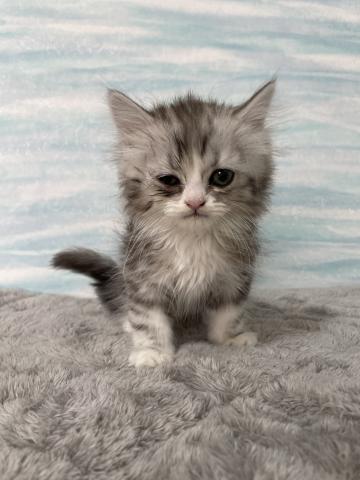 ミヌエット(旧ナポレオン)