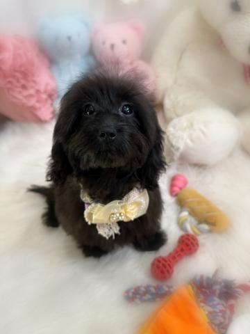 MIXダップー(ダックスフンド×プードル)