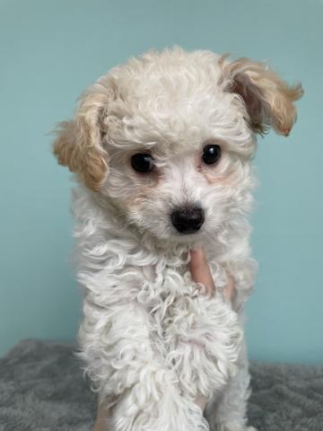 トイプードル×ビションプー