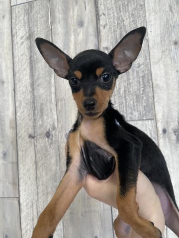 ミニチュアピンシャー