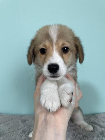 シェルティ×WコーギーP