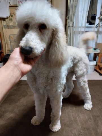 スタンダードプードル