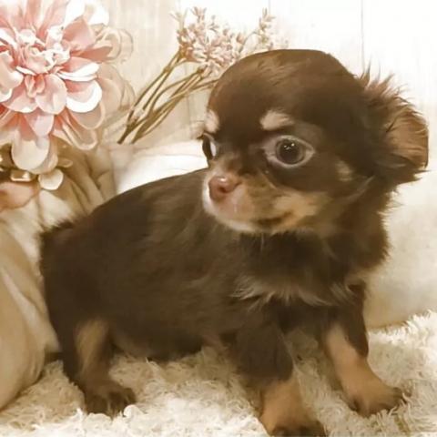 チワワ(ロングコート)