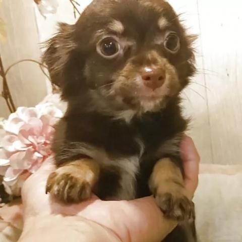 チワワ（ロングコート）