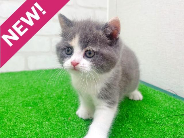 ブリティッシュショートヘア
