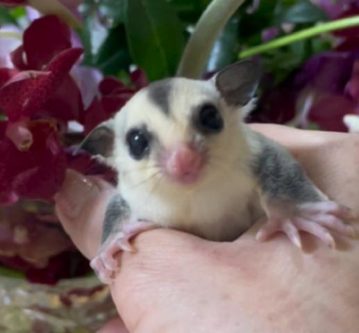 プラチナクリミノ血統ホワイトフェイス