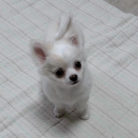 チワワ（ロングコート）