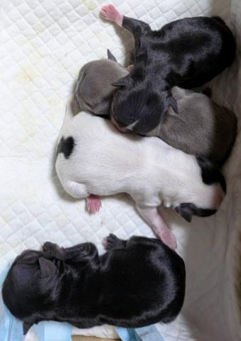 チワワ（ロングコート）