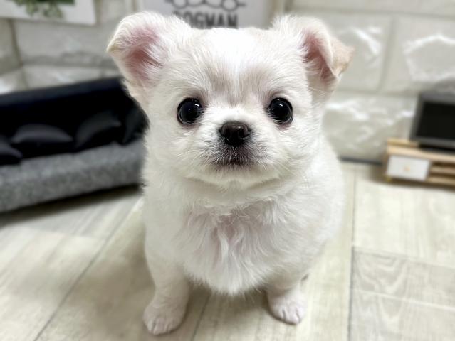 チワワ（ロングコート）