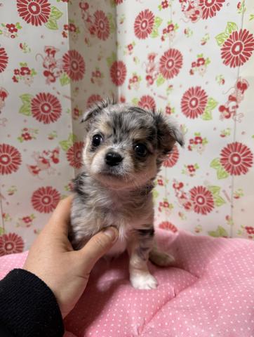 チワワ（ロングコート）