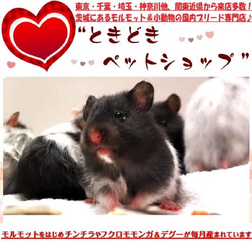 ハムスター ゴールデンハムスター（ブラックバンデッド、サテン、長毛）