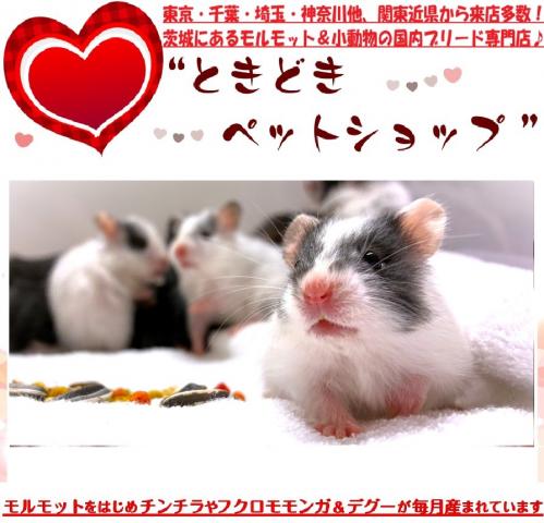 ハムスター ゴールデンハムスター（ドミナントスポット、サテン、長毛）