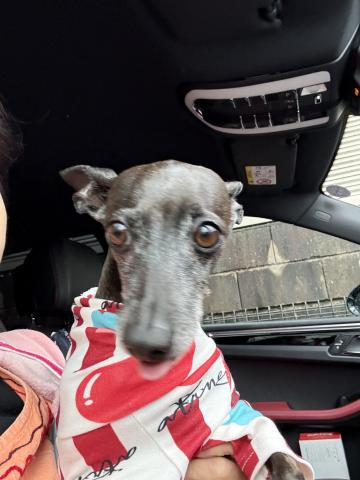 イタリアングレーハウンド