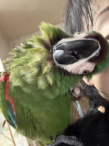 姫コンゴウインコ