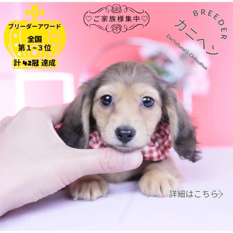 カニヘンダックスフンド　ロング