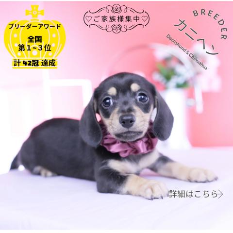 カニヘンダックスフンド スムース