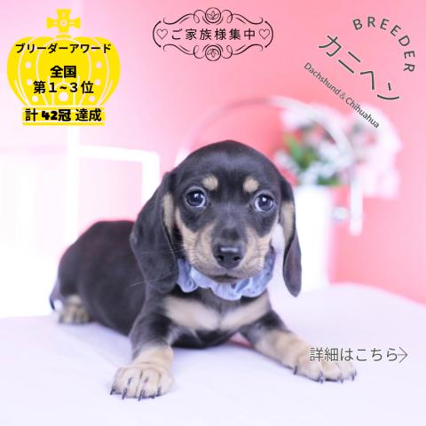 カニヘンダックスフンド スムース